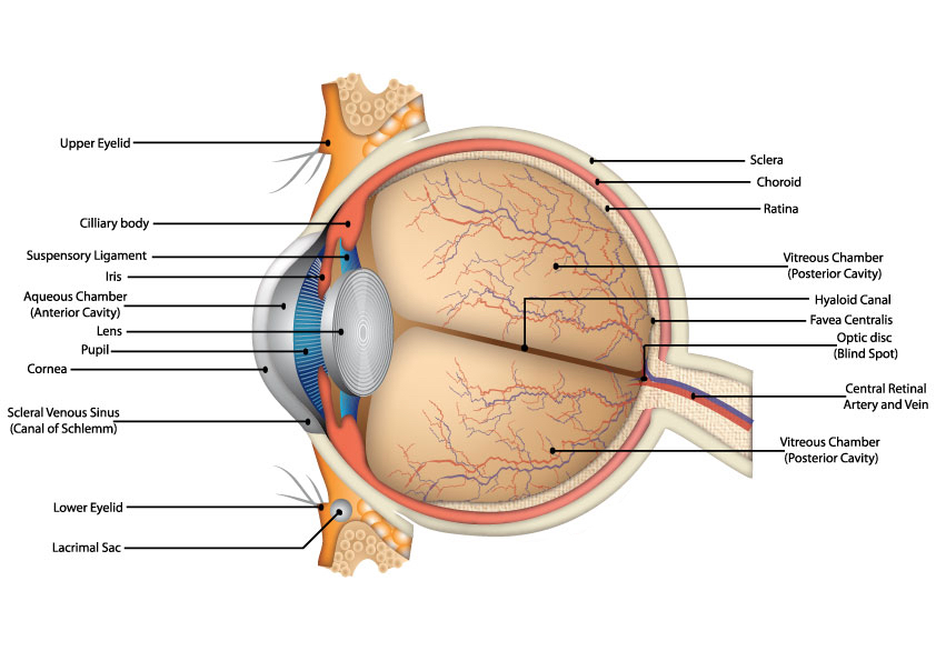 suspensory ligament sheep eye