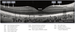 Layers of the Retina